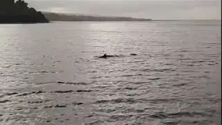 Sowerby's whale live stranding
