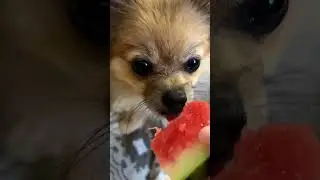 Ням ням #tiktok #reaction #собака #pomeranian #шпиц