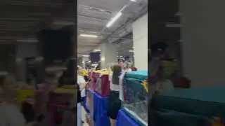 Выставка кошек