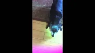 my dog barking at light