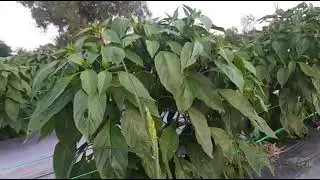 ớt sừng vàng châu phi 50 ngày đang ra bông