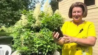 Моя коллекция гортензий пополнилась новиночками. Видео отзыв о саженцах из питомника Annabelle.