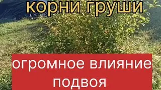 Корни груши. Огромное влияние подвоя.