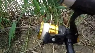 сколько их тут? Рыбалка в заливе клюёт с каждого заброса.