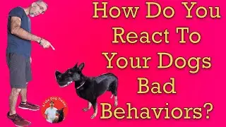 How Do You React To Your Dog's Bad Behaviors?