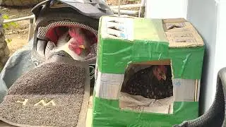 Tingkah lucu dan gemesin sepasang kate
