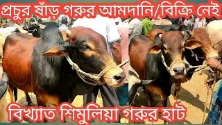 @মঙ্গলবার ২/৫/২০২৩/প্রচুর ষাঁড় গরুর আমদানি থাকলেও বিক্রি হচ্ছে না/biggest cow market 2023/ox price