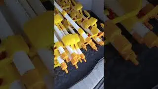 АВТОПОЕНИЕ СХ ПТИЦ Любой метраж