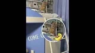 Waited for my dinner Дождалась своего ужина Tik Tok Тик Ток