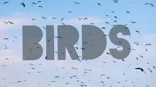 Animosque - Birds (Official Music Video)