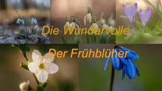 Makrofotografie im Frühling Naturfotovlog