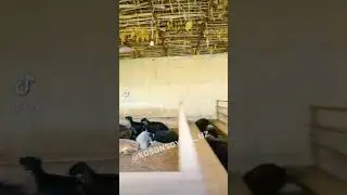 Qo'ylarga mazzada mazza