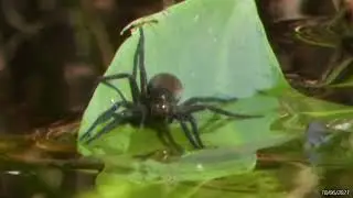 Водяной паук, замерший более, чем на час на листе на Красном озере утром 18/06/2021