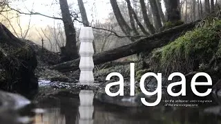 algae // Lena Vogel