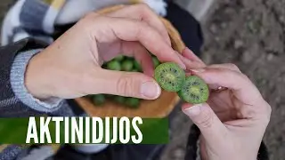 Aktinidijų auginimas iš mūsų patirties - nustebsit, kokio dydžio!