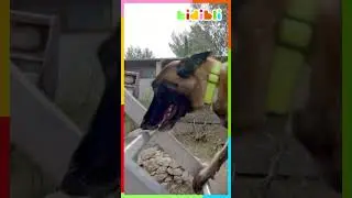 İtfaiye köpekleri : Gerçek hayat kahramanları! 🔥| Kidibli #shorts