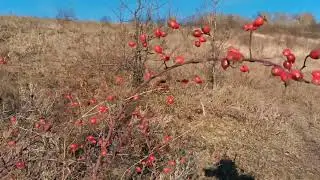 Утренняя прогулка. Село Дегтярное Воронежская область 