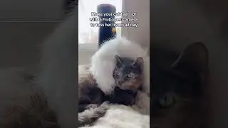 Show your cat you love her, even when you’re away. #furbo  #furbopetcamera #cathat #slavicgirl