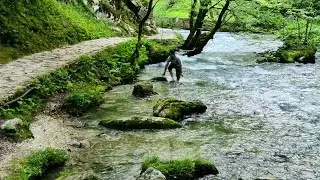 Доля воровская.
