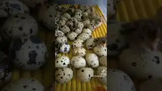 Перепелята лупятся