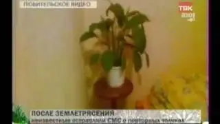 Спатифиллум на ТВ