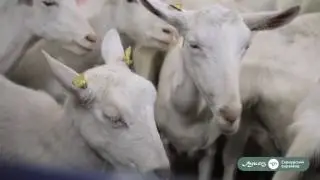 Козья ферма "Лукоз" и "Сернурский сырзавод" в Марий Эл