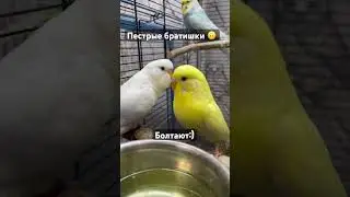 Пестрые попугаи 😍