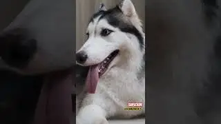My husky in mood everytime 😝 #husky #funny #viralreels #shorts