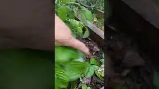 Октябрь - Созрела земляника