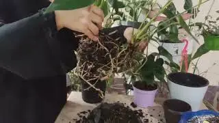 Антуриум гулини бўлиш ва парвариши хақида маълумот.