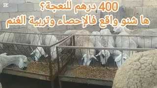 الحقيقة الكاملة حول إحصاء الأغنام ودعم الدولة!