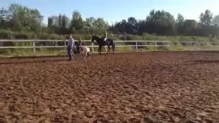 Верховая езда. Лошади и пони. Обучение.