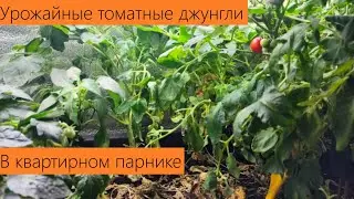Май 2024. Квартирный парник. Можно ли получить урожай томатов на искусственном освещении? Ещё как!