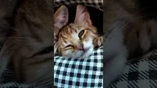 Новый домик для малышей.🏡🐈🐈🐈