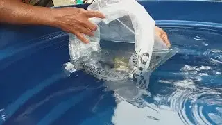 Soltando os alevinos de Tambaqui na Caixa D'água