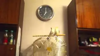 Влюблённые попугаи ласково переговариваются!