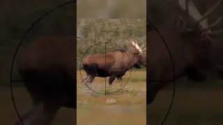 Big Moose (where to shoot) | Hunting Tips | morning shots 