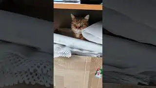 Зачем персик полез в коробку