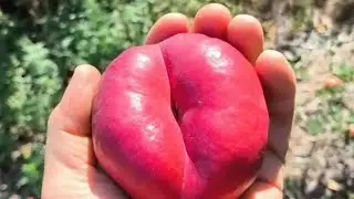 Інжирний нектарин Месембріне. Nectarine Mesembrine. Крупний сорт з видатним смаком