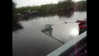 Днепр.Карась.