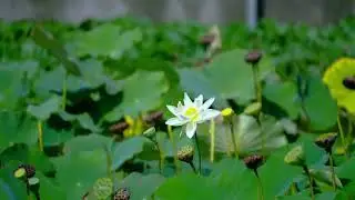 Positive energy, Improve mood, Calm, Peaceful, Encouraging  Meditation Music, No mid-roll ad