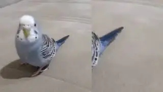 2 Kamera ile Boncuğu izlemeye nedersiniz? Muhabbet Kuşu Boncuk