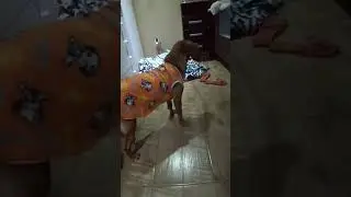 Veja a Luna depois de um ano do seu resgate após ter sido atropelada na rodovia