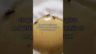 Anti fourmi naturel à base de bicarbonate de soude et de miel
