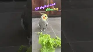 Pepper still skeptical about lettuce 😂😂 #cockatiel #leafygreens