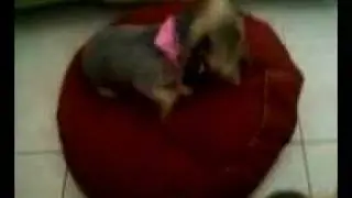 Zoa gets a treat - Success!!
