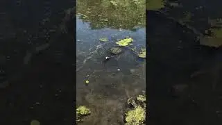 Have you ever had your fish taken by a snapping turtle? #turtle #bassfishing #keephammering