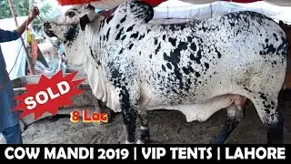 COW MANDI 2019 | FAROOQ E AZAM Cattle Farm | VIP TENTS | Lahore