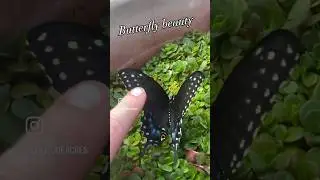 BACKYARD BUTTERFLY VISIT 🦋 #shorts #butterfly #backyard