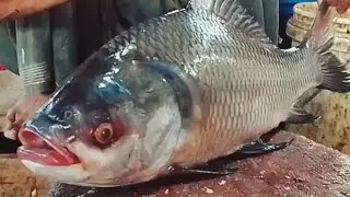 amazing katla fish cutting skills | Super fast katla cutting